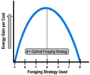 Graph showing optimal foraging strategy