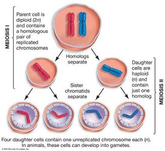 Meiosis I and II overview