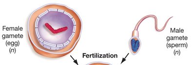 Fertilization: egg and sperm