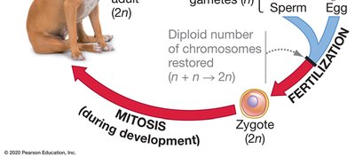 Animal life cycle: mitosis and fertilization