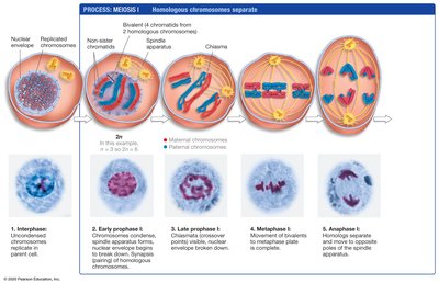 Meiosis I stages