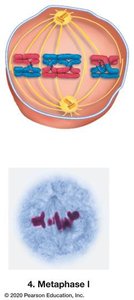 Metaphase I: bivalents align