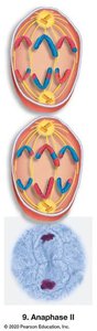 Anaphase II
