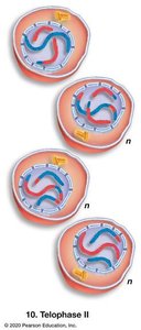 Telophase II and cytokinesis