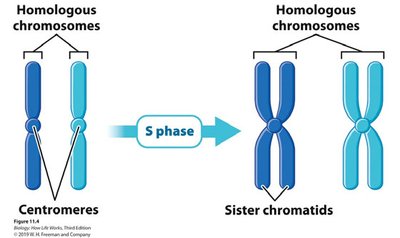 Homologous chromosomes and sister chromatids