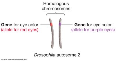 Homologous chromosomes with different alleles