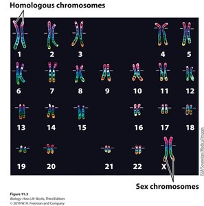 Human karyotype showing homologous and sex chromosomes