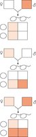 Punnett square for X-linked inheritance