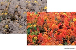Color blindness test plate