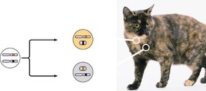 X inactivation and tortoiseshell cat