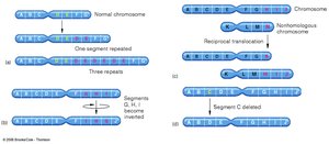 Types of structural chromosomal mutations