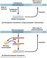 Transposon movement mechanisms