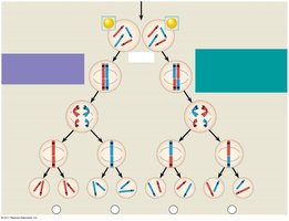 Meiosis and Mendel's laws