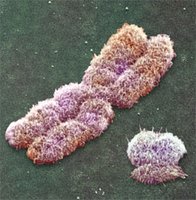 X and Y chromosome structure