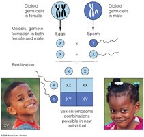 Sex chromosome inheritance and determination