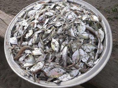 Provisioning service: fishing for food