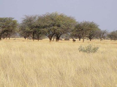 Tropical seasonal forest and savanna vegetation
