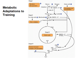 Metabolic Adaptations to Training