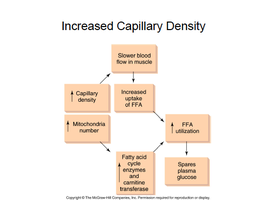 Increased Capillary Density