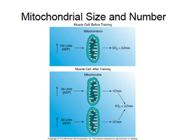 Mitochondrial Size and Number