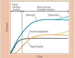 Progress of Strength, Neural Adaptation, and Hypertrophy Over Time