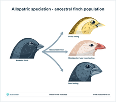 Diagram of allopatric speciation in finches