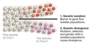 Diagram showing genetic isolation and divergence in speciation