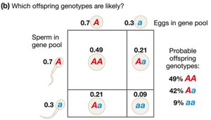 Punnett square showing Hardy-Weinberg genotype frequencies