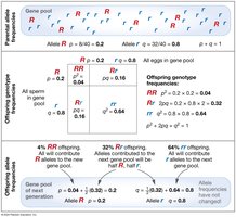 Diagram of Hardy-Weinberg equilibrium showing allele frequencies remain constant