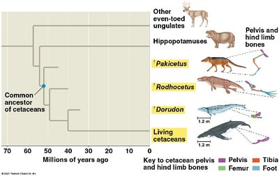 Fossil record and cetacean evolution