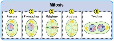 Mitosis phase sequence diagram