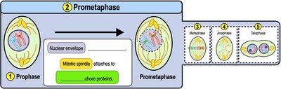 Prometaphase spindle attachment