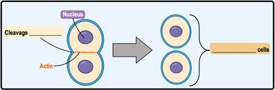 Animal cell cytokinesis cleavage furrow