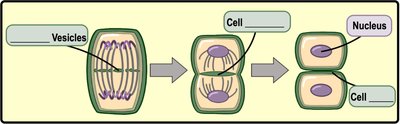 Plant cell cytokinesis cell plate