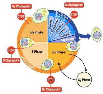 Cell cycle checkpoints diagram