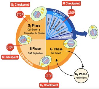 Haploid vs diploid diagram