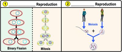 Binary fission and mitosis vs meiosis diagram