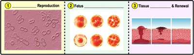 Cell division in reproduction, fetal development, and tissue repair