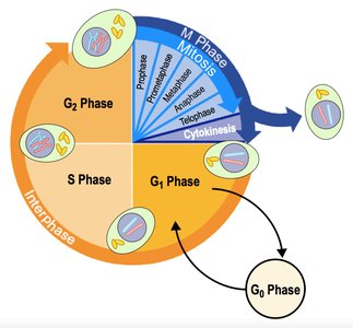 Cell cycle diagram
