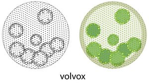 Volvox colony diagram