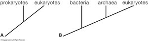 Active vs Passive Immunity diagram