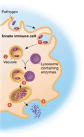 Phagocytosis process diagram