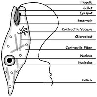 Diagram of innate external barriers