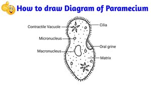 Euglena diagram with labeled structures