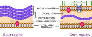 Gram positive vs Gram negative cell wall structure