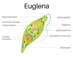Anthrax bacterium and endospores