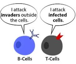 B cells and T cells cartoon