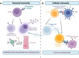 Humoral vs Cellular Immunity diagram