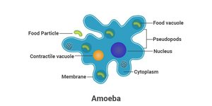Amoeba diagram with labeled structures