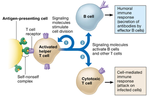 Antigen presentation and T cell activation diagram